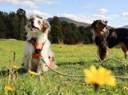How to Train Your Dog for Longer Hikes