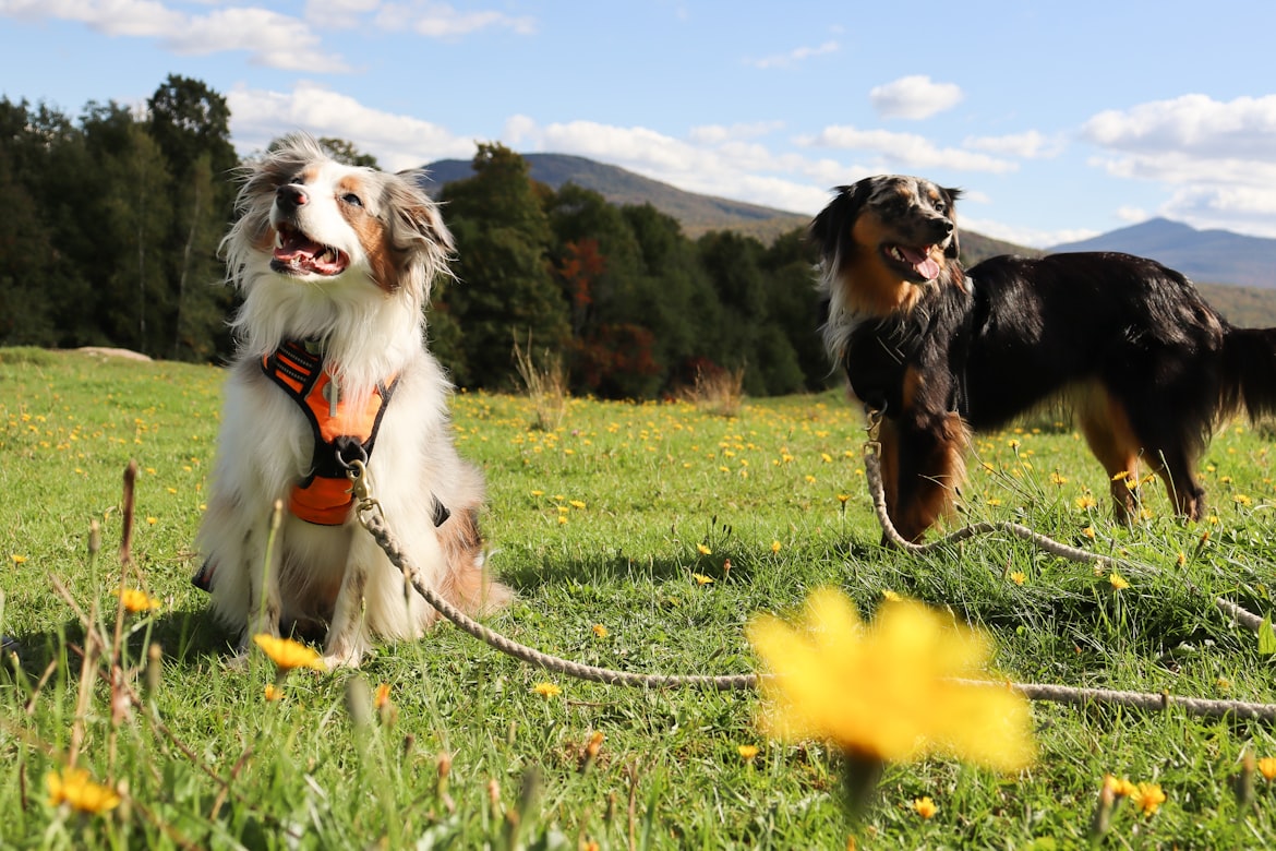 How to Train Your Dog for Longer Hikes
