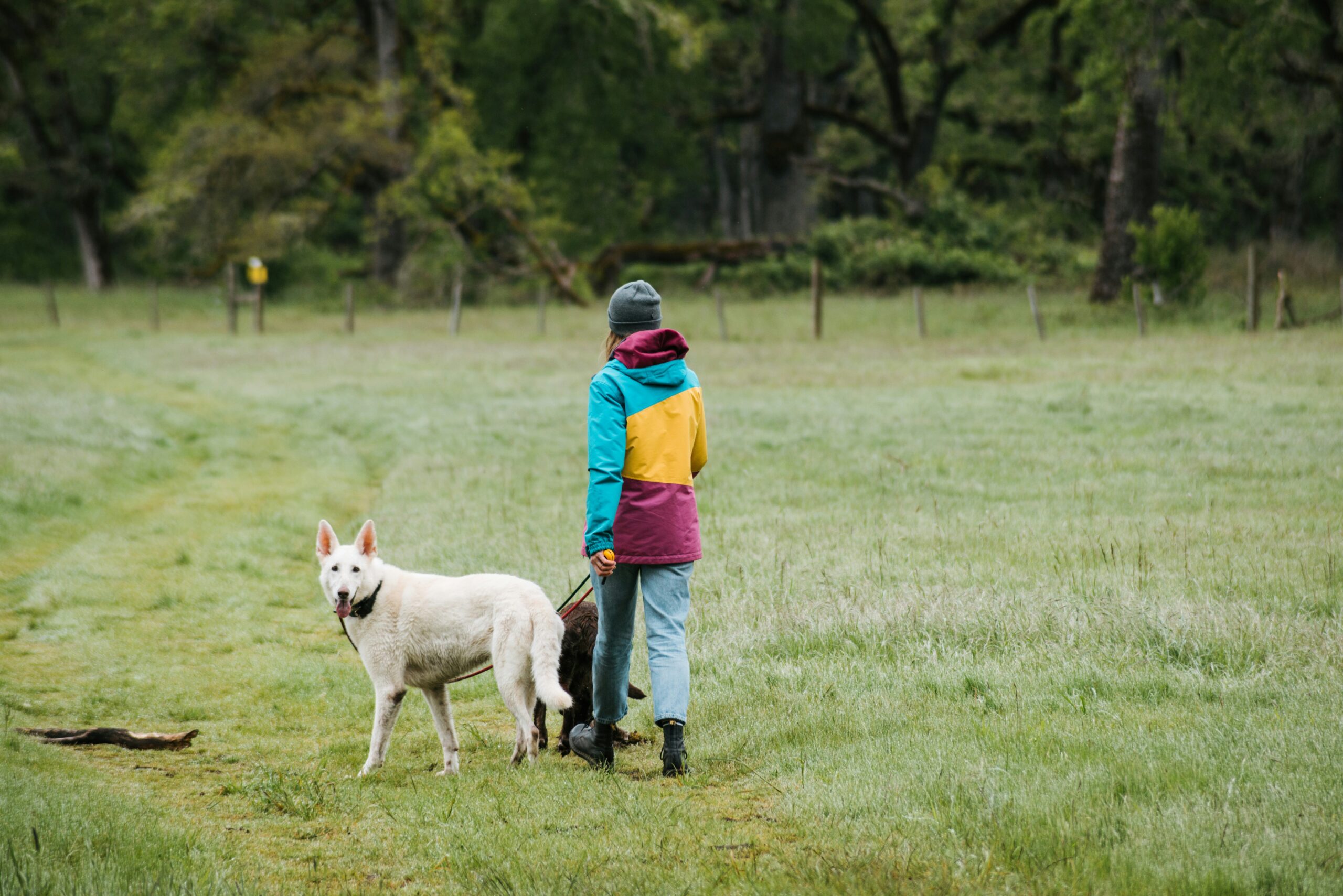 hiking with your dog